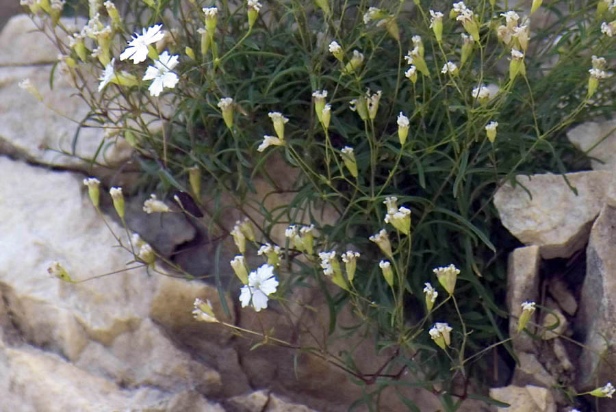 Silene pusilla / Silene piccola